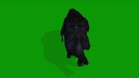 3D Musk Ox Walking Back On Green Screen Wildlife Animation Stock Footage 311692200