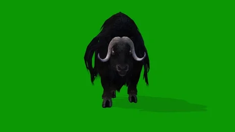 3D Musk Ox Walking Front View On Green Screen Wildlife Animation Stock Footage 311692203