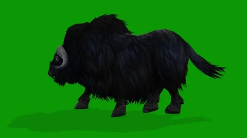 3D Musk Ox Walking Left View On Green Screen Wildlife Animation Stock Footage 311692310