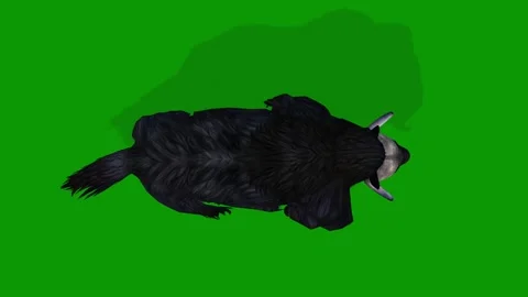 3D Musk Ox Walking Sky View On Green Screen Wildlife Animation Stock Footage 311692307