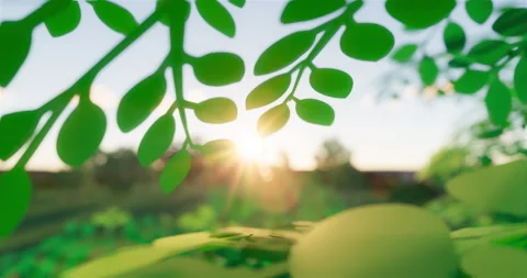 3d nature background Stock Footage 131872939