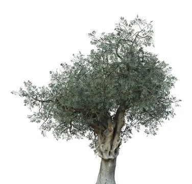 3D Olive tree isolated Stock Illustration