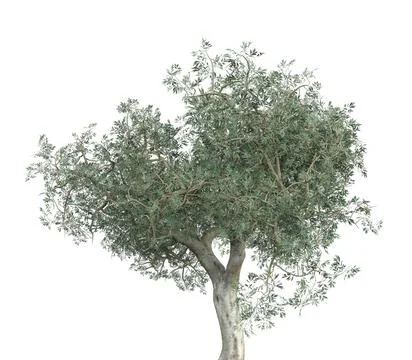 3D Olive tree isolated Stock Illustration
