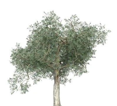 3D Olive tree isolated Ilustração Stock