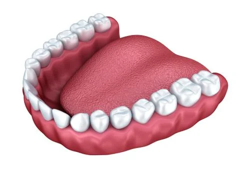 3d open denture isolated on white Illustrazione stock