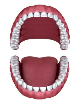 3d open denture isolated on white Stock Illustration