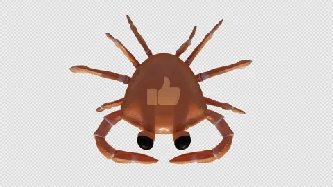 3D Orange Toy Crab Top View with Animated Like Icon – Alpha Channel Stock Footage 330954848