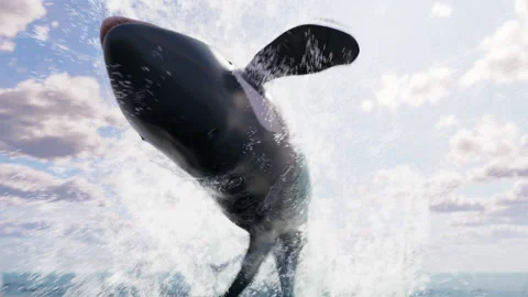 3d Orca whale breaching 4k 库存影片 239158615