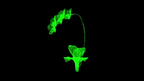 3D Orchid rotates on black background. Flowers and beauty concept. Wild orchid Stock Footage 250082018