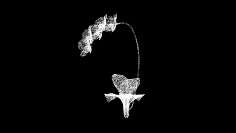 3D Orchid rotates on black background. Flowers and beauty concept. Wild orchid Stock Footage 250082042