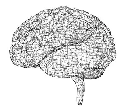 3D outline brain. Vector rendering of 3d Illustrazione stock