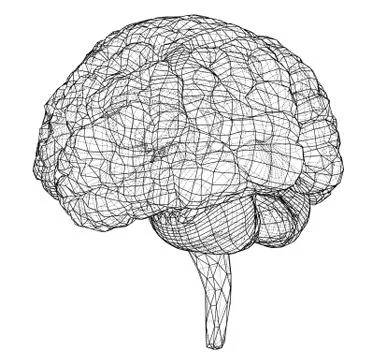 3D outline brain. Vector rendering of 3d Illustrazione stock