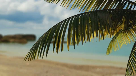 3d palm branch swaying in the wind against the background of the sea Video stock 122497936