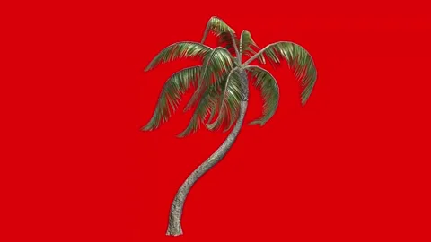 3d palm tree green screen 3d animation render Stock Footage 172538530