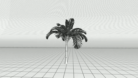 3D Palm Tree Wireframe Reveal Animation Dark 動画素材 339642397