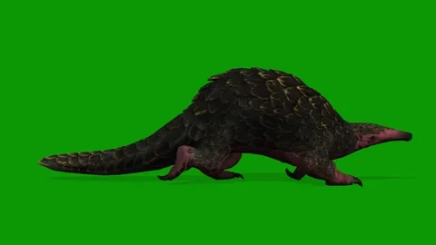 3D Pangolin Run Fast Right Side On Green Screen Wildlife Animation Stock Footage 311699119