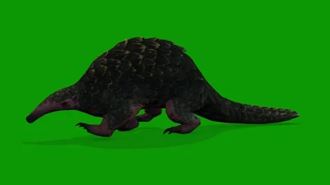 3D Pangolin Slow Walking Left Side On Green Screen Wildlife Animation Stock Footage 311699132