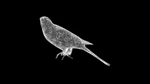 3D Parrot rotates on black background. Zoo Park concept. Tropical birds Stockbeeldmateriaal 250115954