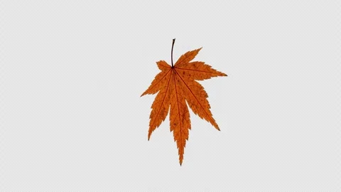 3D Particle Animation of Maple Leaves Rotating in a Loop Stock-Footage 341932382