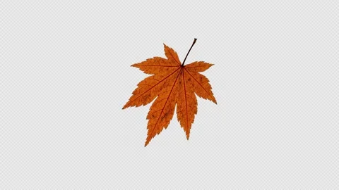 3D Particle Animation of Maple Leaves Rotating in a Loop Stock Footage 341932394