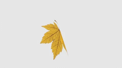 3D Particle Animation of Maple Leaves Rotating in a Loop Video stock 341935109