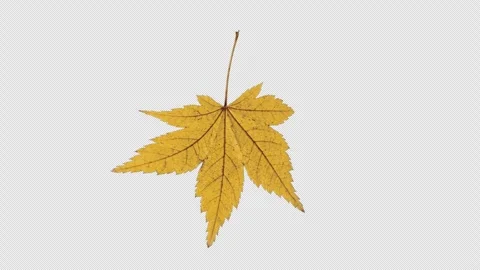 3D Particle Animation of Maple Leaves Rotating in a Loop Stock Footage 341935116
