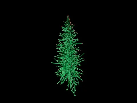 3d particle swarm forming into a pine / Christmas tree Stock Footage 69343686