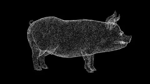3D pig rotates on black background | Stock Video | Pond5