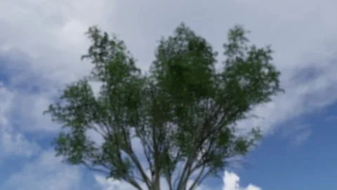 3D Pine Tree Blue Sky Look Up Animation Video stock 339642378