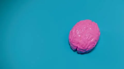 3d pink brain model glossy surface on blue background with soft shadow.. Stock Photos
