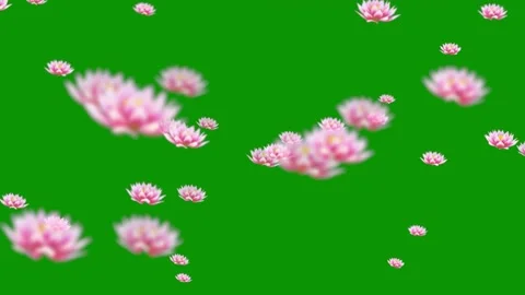 3d Pink Flower Lilly Overlay Greenscreen - High Quality Stock Footage Stock Footage 310736247