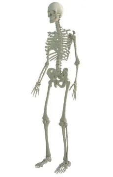 3d printed skeleton isolated Illustrazione stock