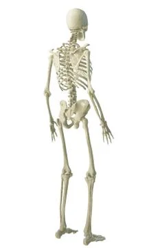 3d printed skeleton isolated 스톡 일러스트