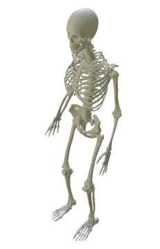 3d printed skeleton isolated 스톡 일러스트