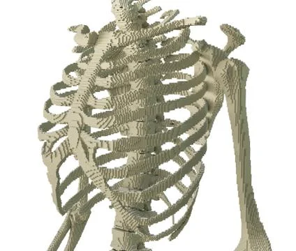 3d printed skeleton isolated イラスト素材