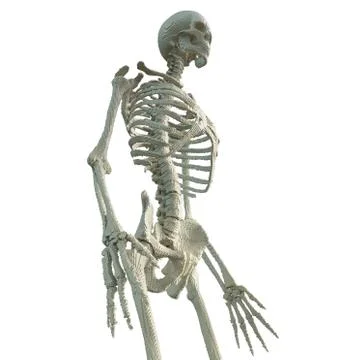 3d printed skeleton isolated Stock Illustration