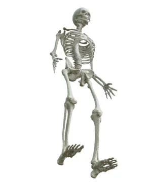 3d printed skeleton isolated Illustrazione stock