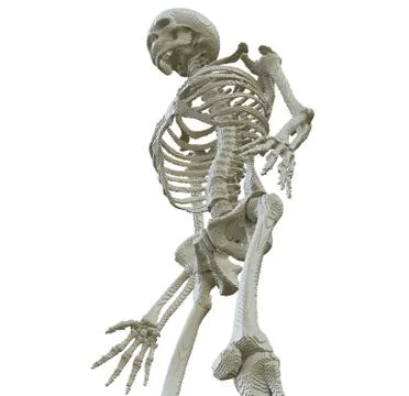 3d printed skeleton isolated 스톡 일러스트