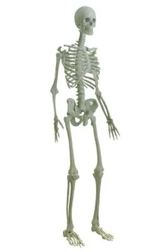 3d printed skeleton isolated Stock Illustration