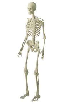 3d printed skeleton isolated 스톡 일러스트