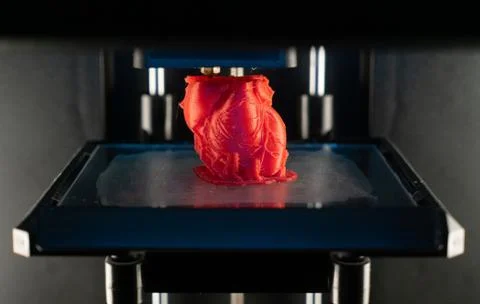3d printer prints the model of heart, process of printing organs on a 3d printer Stock Photos