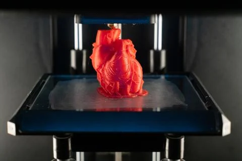 3d printer prints the model of heart, process of printing organs on a 3d printer Fotos Stock