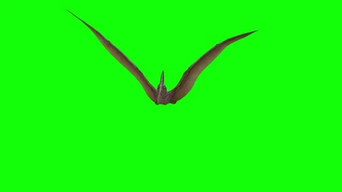 3D Pterosaur Flying Animation on Green Screen Background 스톡 동영상 347214519
