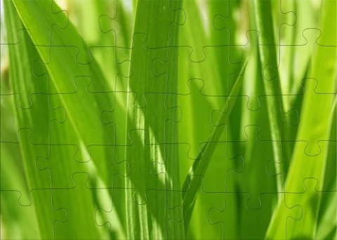 3d puzzles with image spring green grass Stock Illustration