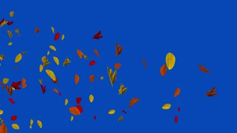 3D realistic autumn leaf flying in the wind blue screen animation,autumn season Stock Footage 165305941