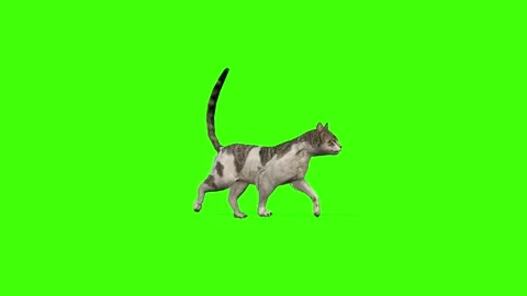 3D realistic cat on green screen render | Stock Video | Pond5