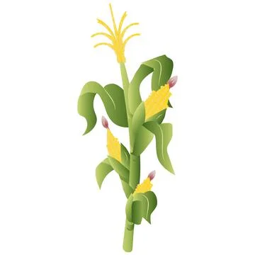 3D Realistic Corn Plant Vector Illustration Stock Illustration