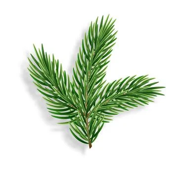3d realistic evergreen pine tree branches for a Christmas decor. Vector ill.. Illustrazione stock