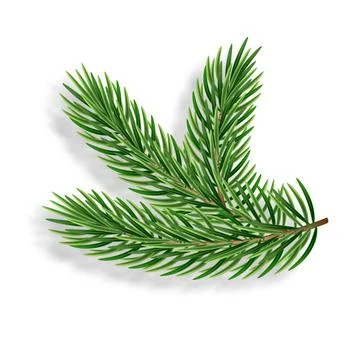 3d realistic evergreen pine tree branches for a Christmas decor. Vector ill.. Stock Illustration