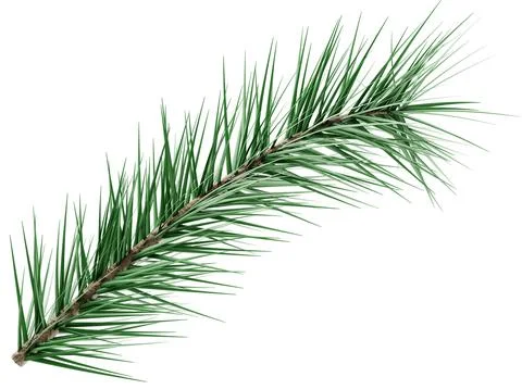 3D Realistic Evergreen Pine Tree Branch with Green Needles for Christmas Stock Illustration